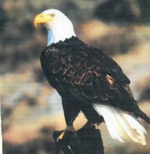 Eagle